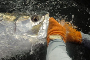 Capt. Rick Grassett revives a tarpon caught and released in the coastal gulf in Sarasota by Hal Lutz, from Parrish, FL.