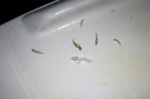 GrassettSnookMinnowandglassminnows