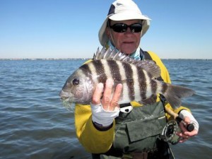 NickRedingSBGrassettFlatsMinnowflysheepshead2